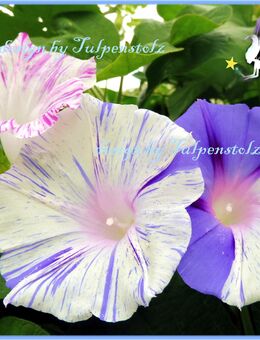 ♥ Gestreifte Prunkwinde,Samen romantischer Sichtschutz,Garten Tulpenstolz Ipomoea,tricolor,Saatgut,Kletterpflanze - Hamburg