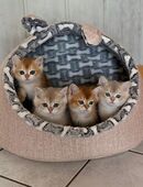 Abgabebereit -Reinrassige Bkh Kitten in Black golden shell mit Stammbaum in 58849