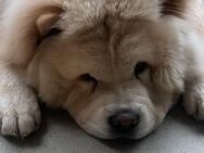 Chow-Chow Rüde, 6 Monate alt, gut erzogen – Abgabe in Hamburg - Hamburg Wandsbek