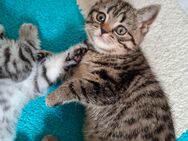 Bkh Kitten Mädchen - Hungen