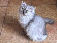 Kastrierter Kater - Rietheim-Weilheim
