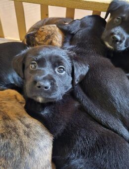 8 kleine Weimaraner Mischlinge - Gammelin