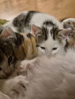 Glücks-Kätzchen suchen ein liebevolles ZUHAUSE - Eisleben (Lutherstadt)