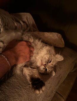 Männliche Perser/BHK-Katze - Mannheim