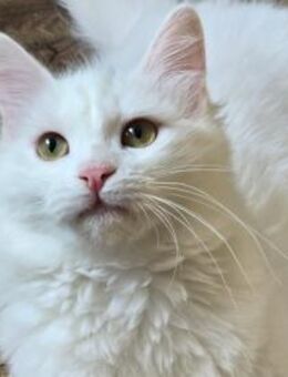 LEFKO-Kleiner Charmeur sucht sein Glück! - Sulzbach-Laufen