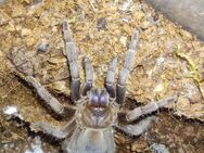 Aphonopelma Crinirufum - Leipzig