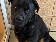 Rotti Balu - Rottweiler-Mix - 2 Jahre - Tierhilfe Franken e.V. - Lauf (Pegnitz) Zentrum