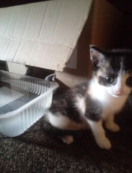 Kitten, Kätzchen ,Mixkätzchen, Katze - Bippen