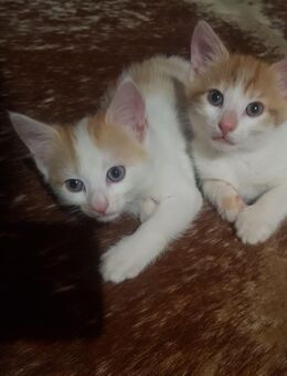 Katzenbabys Babykatzen Kitten - Odenbach