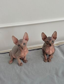 Canadian Sphynx mit Stammbaum - Ulm
