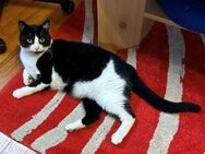 Beppo-Vermittlungshilfe für Jungkater - Bad Camberg