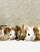 Zwergkaninchen Babys Farbenzwerge in 81377