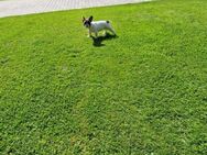 Französische Bulldoggen Welpen abzugeben - Lübow