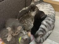 Noch 5 BKH Kitten suchen ab Mitte September ein neues zu Hause! - Halle (Saale)