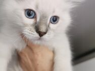 RAGDOLL KITTEN ab sofort - Gochsheim