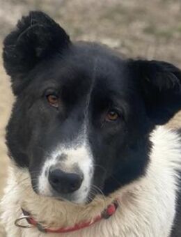 Pallene, geb. ca. 02/2021, Griechenland - Euskirchen