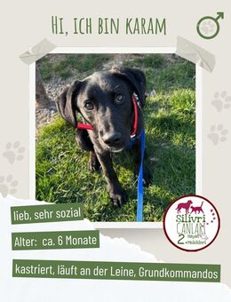 Liebevoller schwarzer Labrador Mix sucht ein zu Hause - Nürtingen