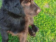 Wundervolle Labrador- Doggen- Mix Welpen - Putlitz