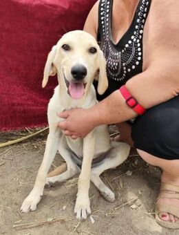 Loui, ein lieber, verspielter Welpe - Starnberg