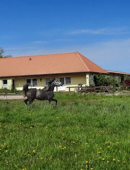 3- Seiten- Hof nahe der Ostsee (MV) zu verkaufen: 1+3 Wohnungen m. Pferdestall, beleuchteter Reitplatz, Round-Pen u. Lagerhalle - Hohenkirchen (Mecklenburg-Vorpommern)