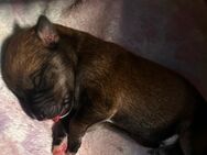 Hunde Welpen - Winkelhaid