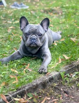 🐾🐾Coco sucht ein für immer zuhause 🐾🐾 - Wuppertal
