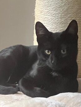 Klein♥Luno♥wartet schon in 22143 Hamburg - Hamburg