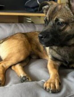 Schenkst du Pumba ein Zuhause? - München