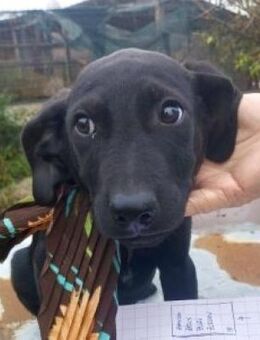 Nero 30 cm (Nov 25, wächst noch) - Alpenrod