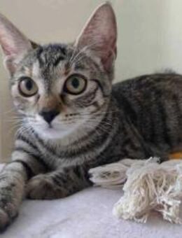 Kleiner Panther Pagira - München