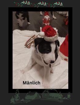 Zuckersüß Welpen - Heiligenhaus Zentrum