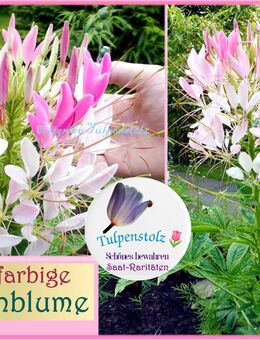 ♥ Große 2-farbige Spinnenblume Cleome Spinosa Samen,Tulpenstolz Rarität Garten, Cleome Spinosa, rosa weiß lila,Saat,Seeds,herbs,Bienenweide - Hamburg