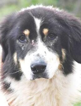 Peppe sucht eine liebe + aktive Familie - Sehnde