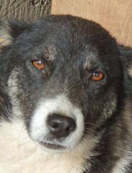 RAMON-2 jähr.,ruhiger Rüde, 51 cm - Rösrath