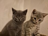 Bkh Kitten ab sofot abgabe bereit - Bremen