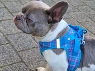 Französische Bulldoggen Hündin in Lilac Pied - Berlin Steglitz-Zehlendorf