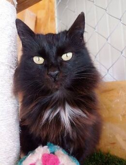 Musya - die flauschige Muse - Kirchheim (München)