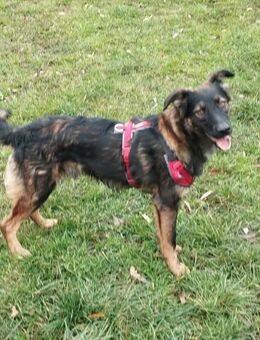 Rico, ein Sunnyboy, der jeden bezaubert! - Gößweinstein