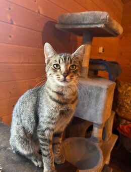 Jungkater Viktor sucht für-immer-Zuhause - Walluf