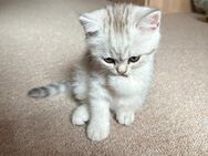 Süße Kitten Reinrassige - Villingen-Schwenningen