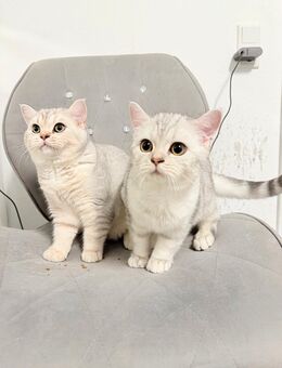 Brittische Kurzhaar Kater - Heppenheim (Bergstraße)