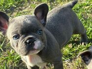 Zauberhafte französische Bulldogge Welpen, freiatmend - Stadtlohn