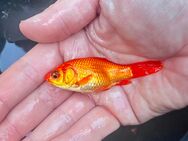Teich Auflösung viele Goldfische, ein paar Koi‘s - Nettetal