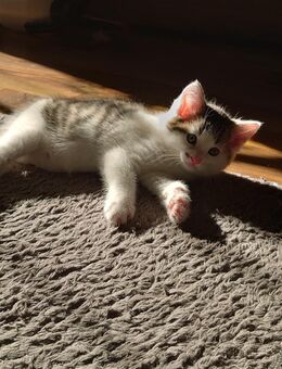 Katzen suchen ihr zu Hause für immer - Liebenwalde