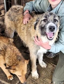 BERT ~ Prachtkerl gibt liebevoll Küßchen - Duisburg
