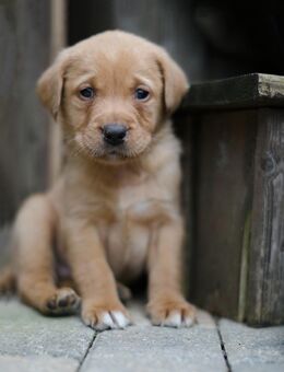 Reinrassige Labrador Welpen - Molbergen
