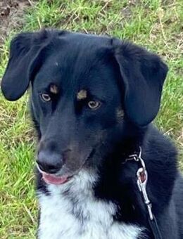 Filou sucht Paten - Neuhausen (Fildern)