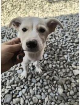 Samu - Pflegestelle oder Zuhause gesucht - Oberwies