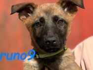 Bruno9 sucht sein Hundekörbchen 11/24 ES - Ruppertsecken