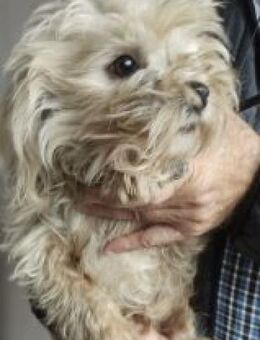 Emil 27 cm - Alpenrod